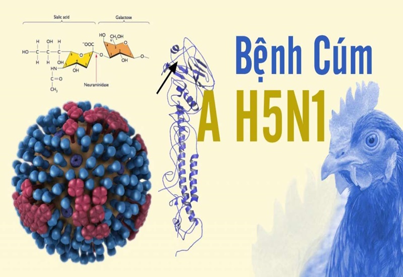 🩺 TĂNG CƯỜNG PHÒNG, CHỐNG BỆNH CÚM A (H5N1)